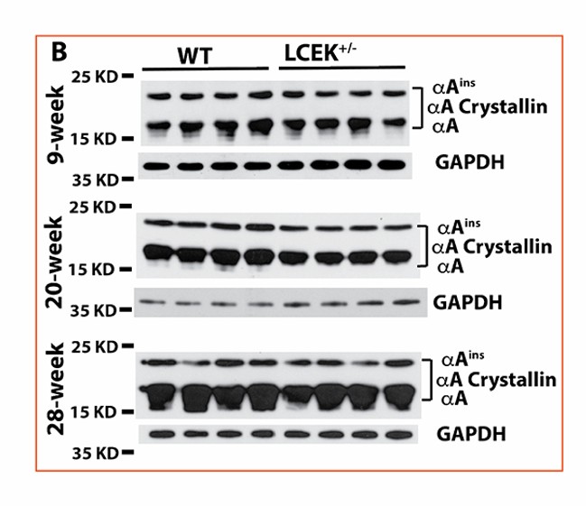 Western Blot using Alpha A Crystallin